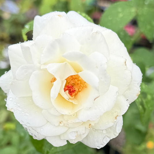 Hybrid Tea Tree Rose Bush 'Sugar Moon'
