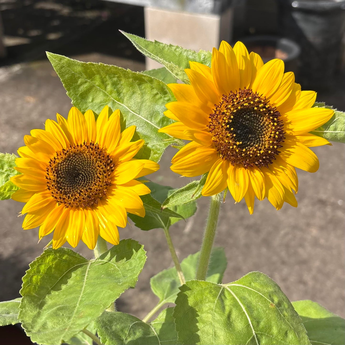 Helianthus annuus 'Sunflowers'