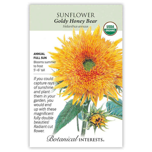 Sunflower seeds, "Goldy Honey Bear"
