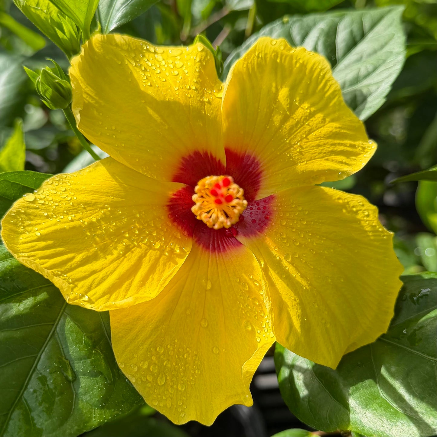 Hibiscus 'Sunny Wind'