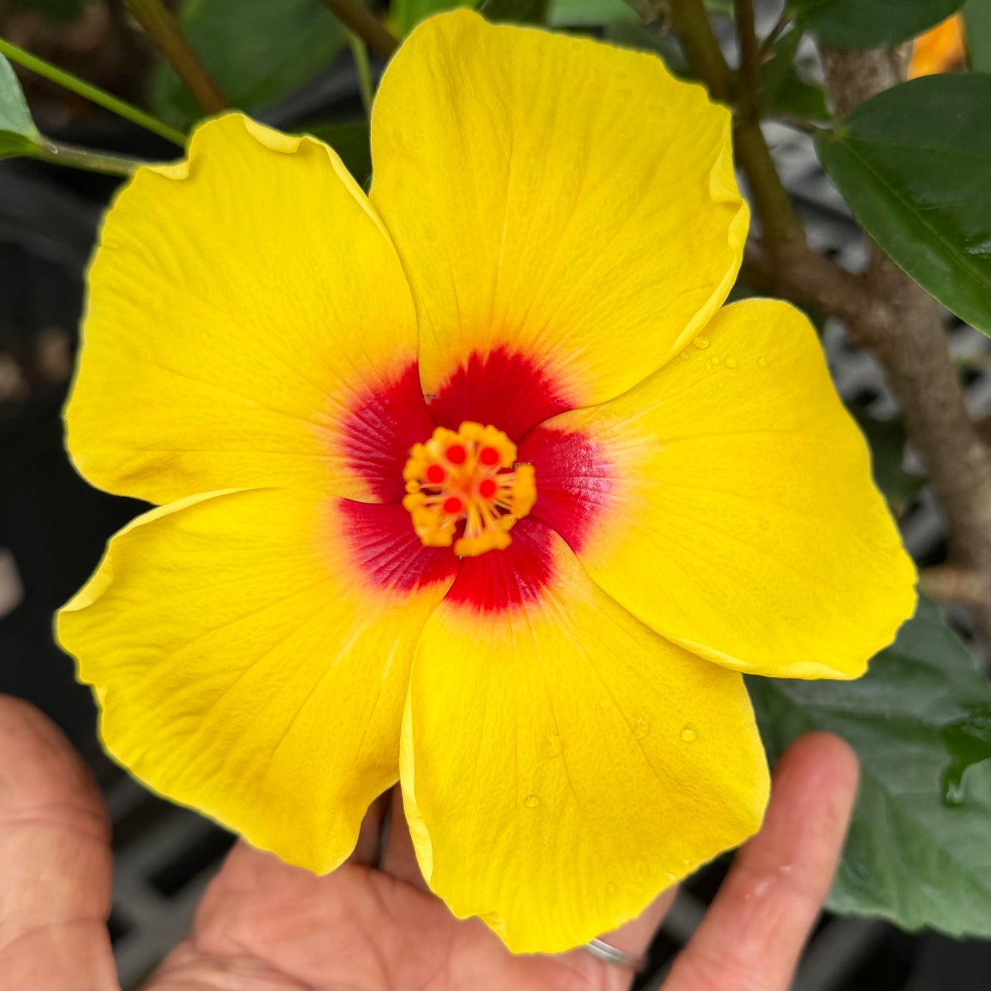 Hibiscus 'Sunny Wind'