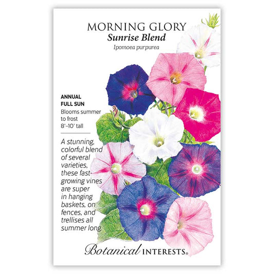Morning Glory seeds 'Sunrise Blend'