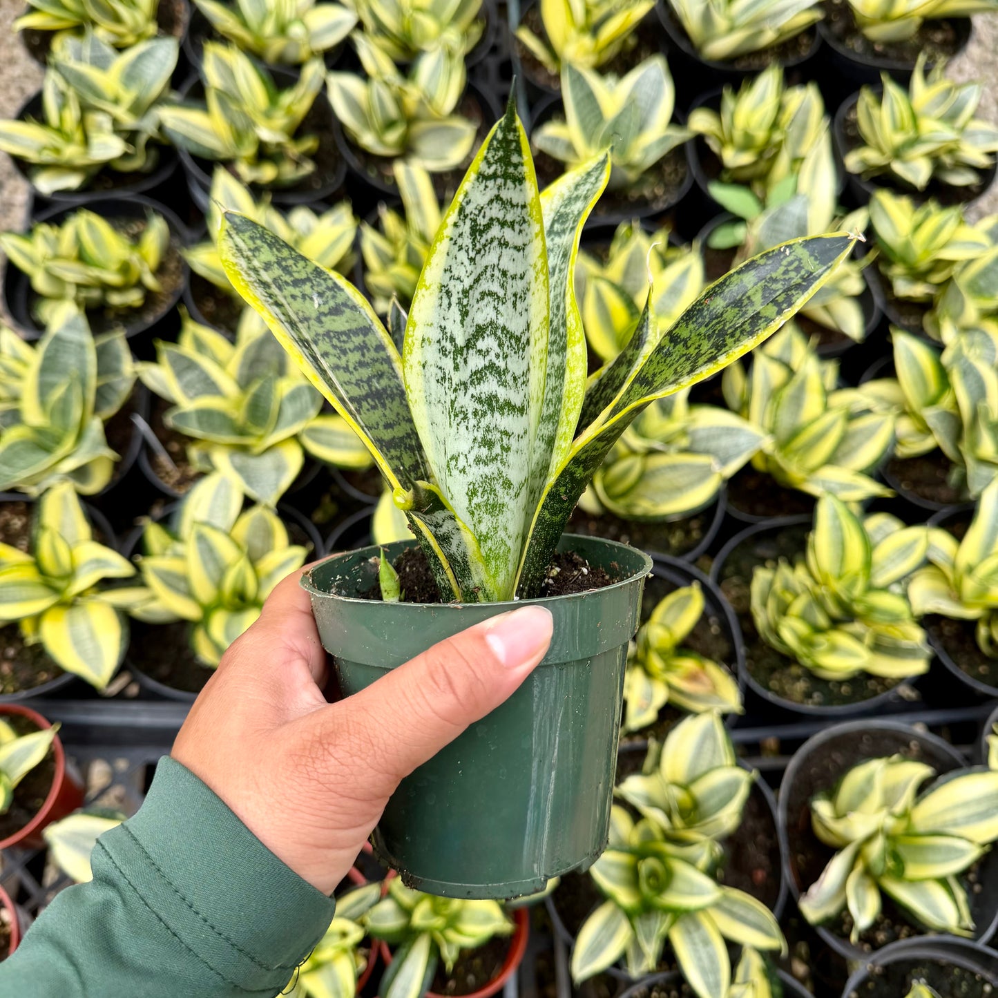 Sansevieria ʻSuperbaʻ