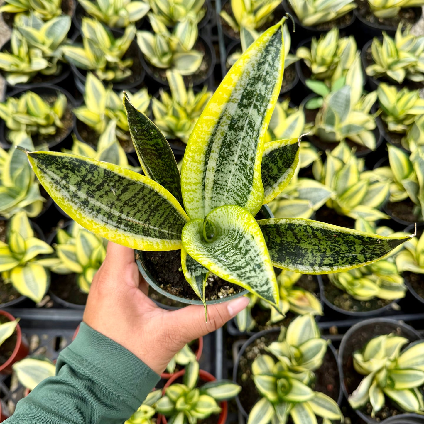 Sansevieria ʻSuperbaʻ