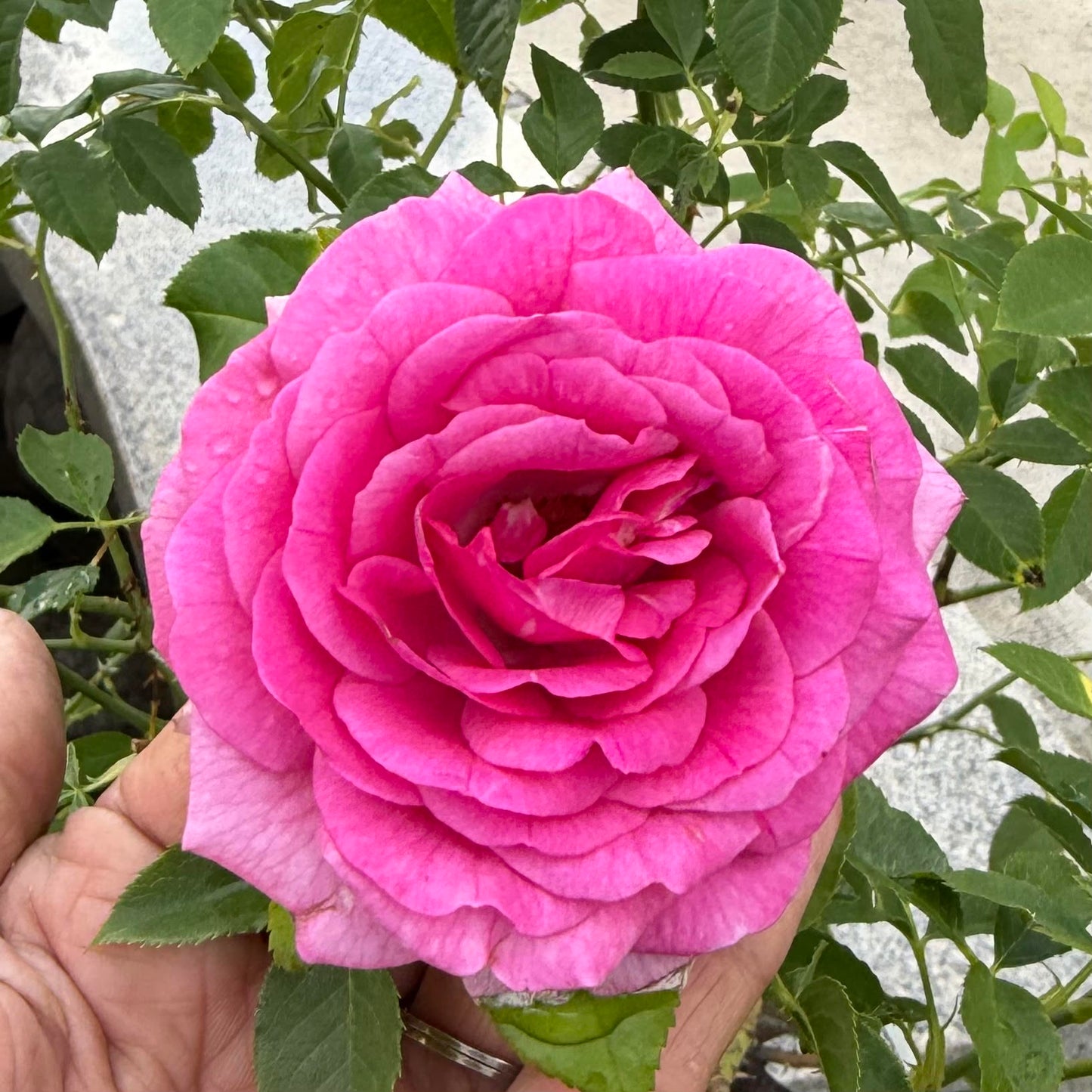 Floribunda Short Tree Rose Bush, "Sweet Madame Blue"