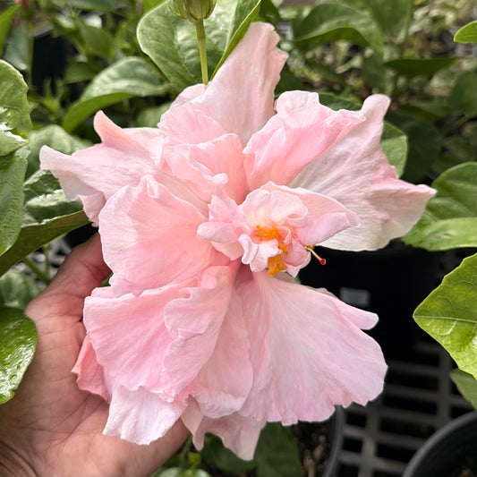 Hibiscus rosa sinensis 'Sweet Pink' (Cajun)