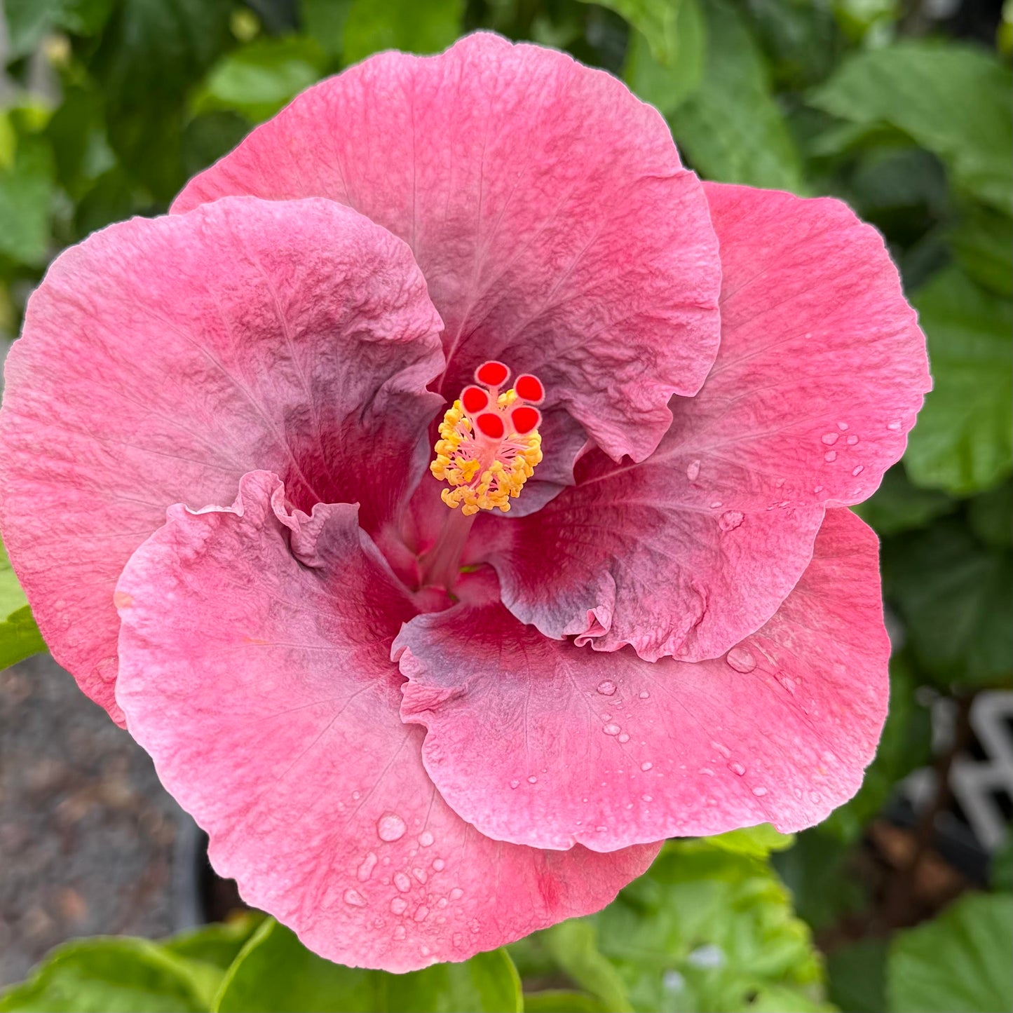 Hibiscus 'Sweet Persuasian'