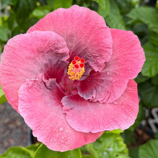 Hibiscus 'Sweet Persuasian'