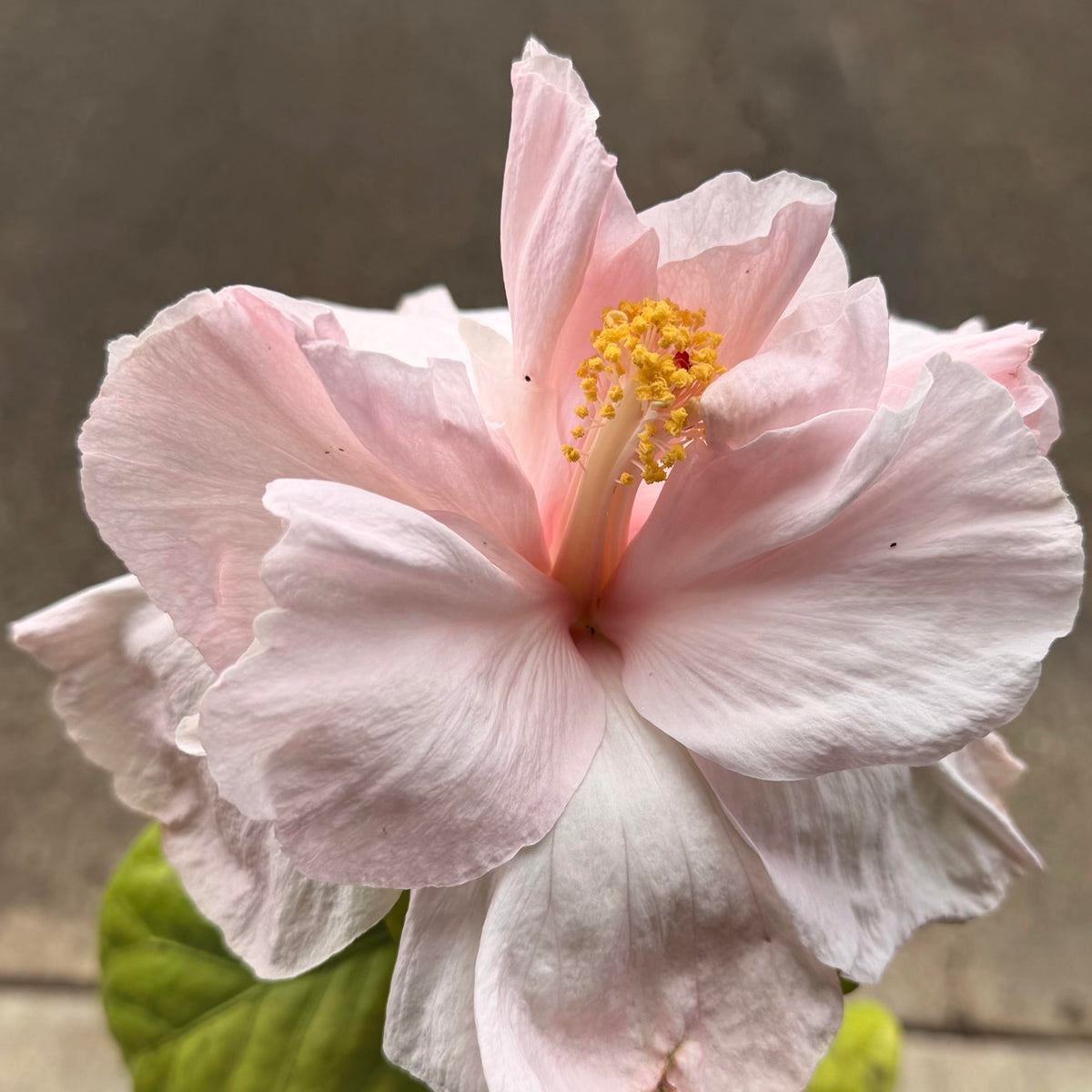 Hibiscus rosa sinensis 'Sweet Pink' (Cajun)