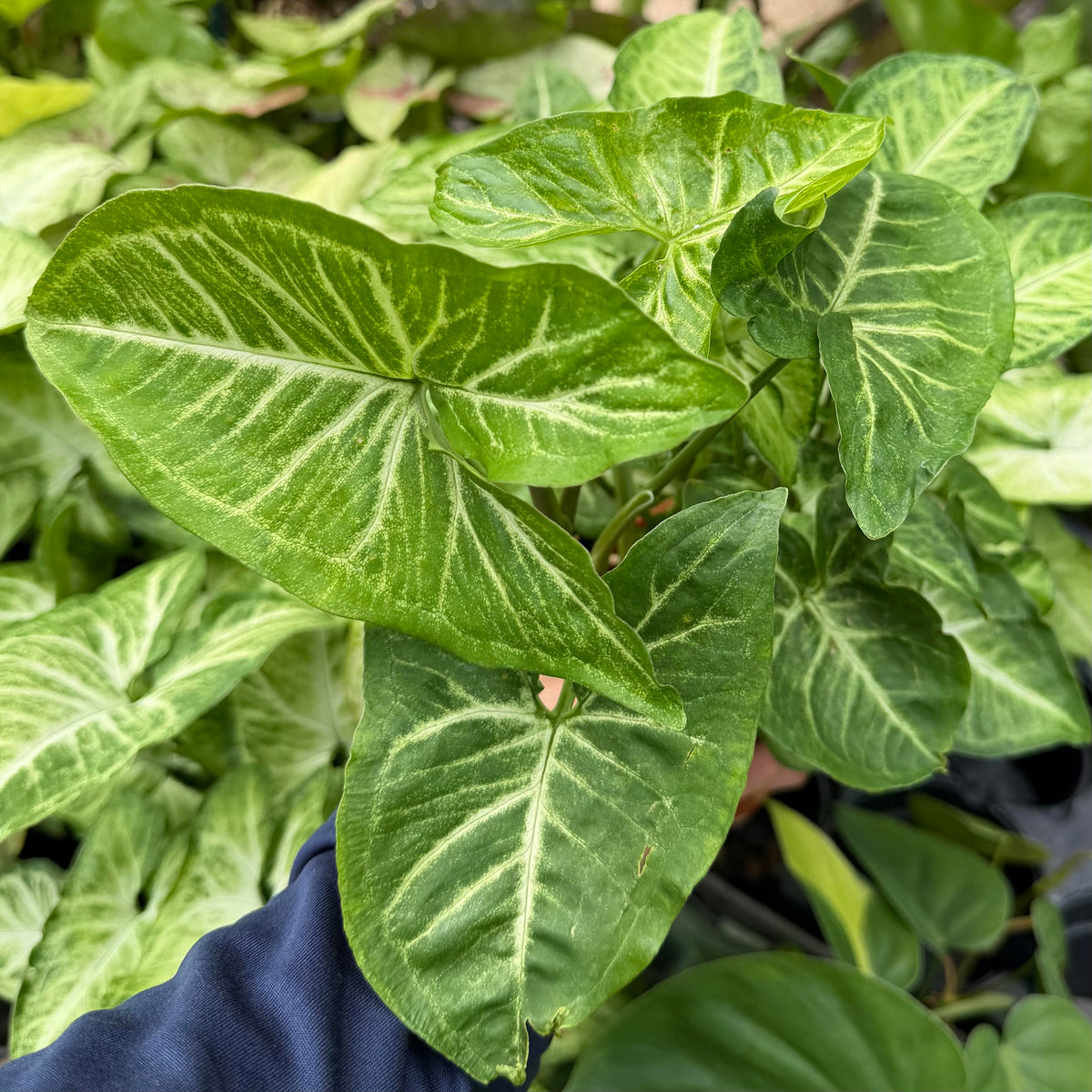 Syngonium 'White Butterfly'
