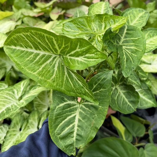 Syngonium 'White Butterfly'