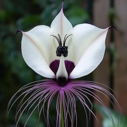 Tacca integrifolia 'white bat'