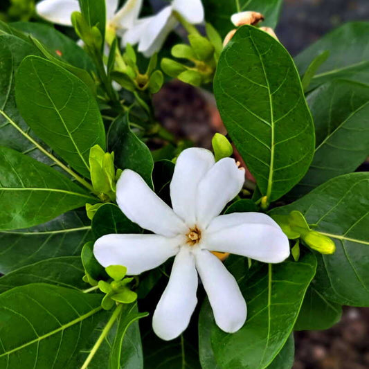 Gardenia, "Tahitian"