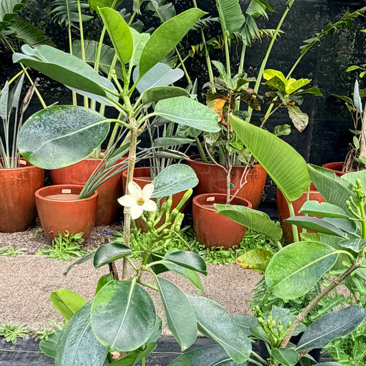 Tahitian Puakenikeni (Giant Puakenikeni)