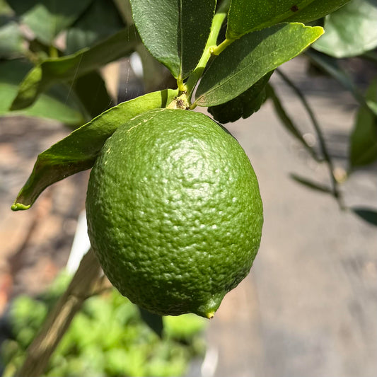 Semi Dwarf Tahitian Lime