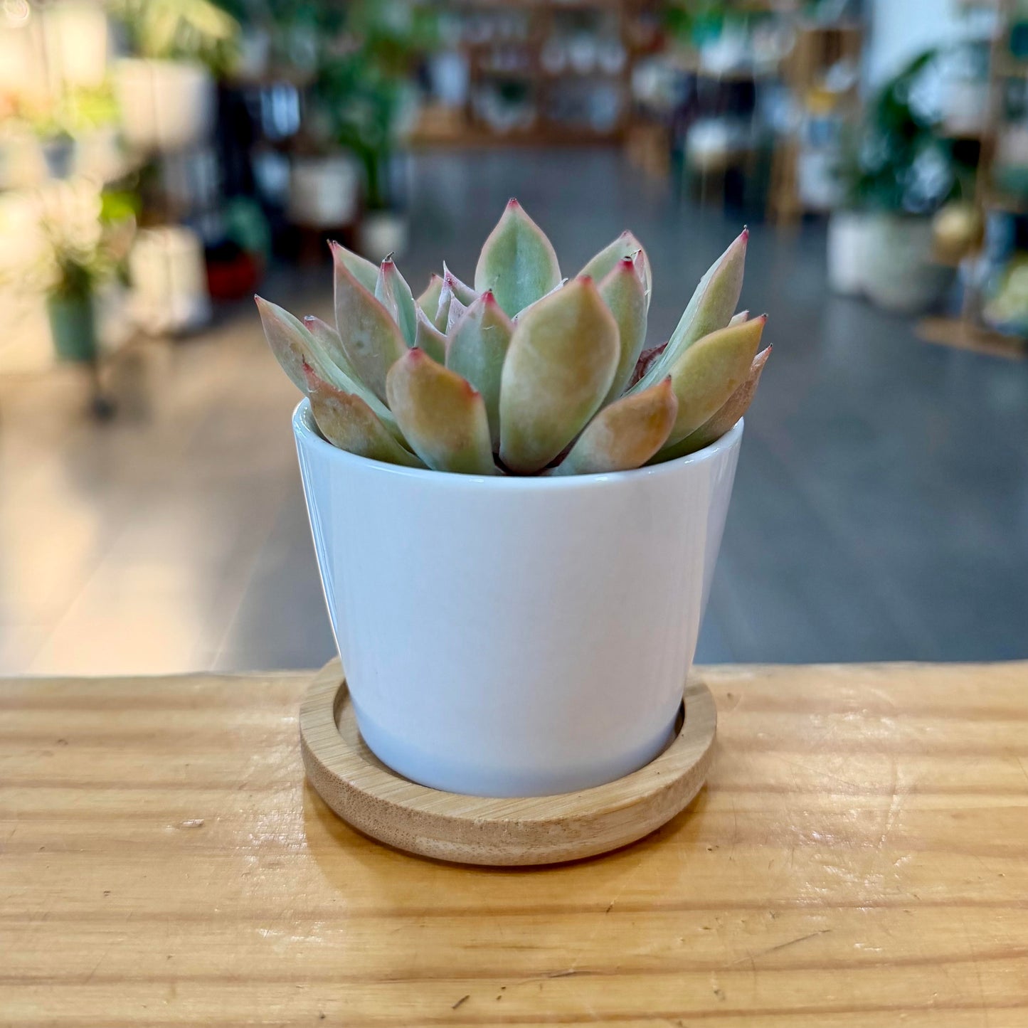 White Planter Collection