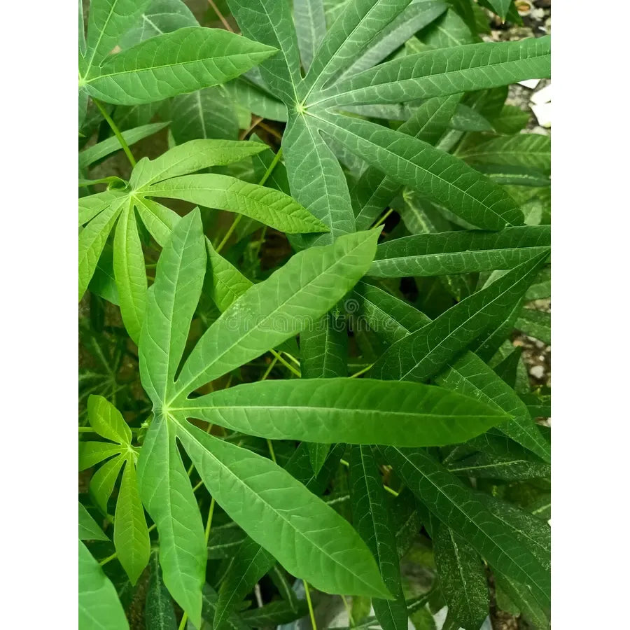 Tapioca Tree Seeds Tapioca – Mari's Gardens