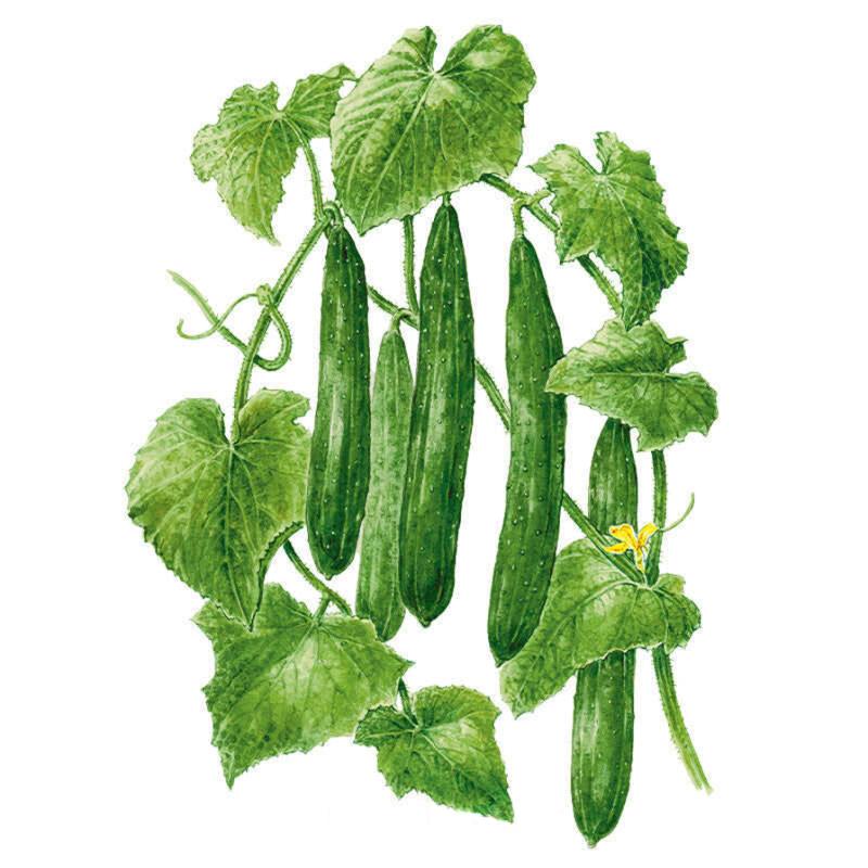 Cucumber Japanese seeds 'Tasty Green'