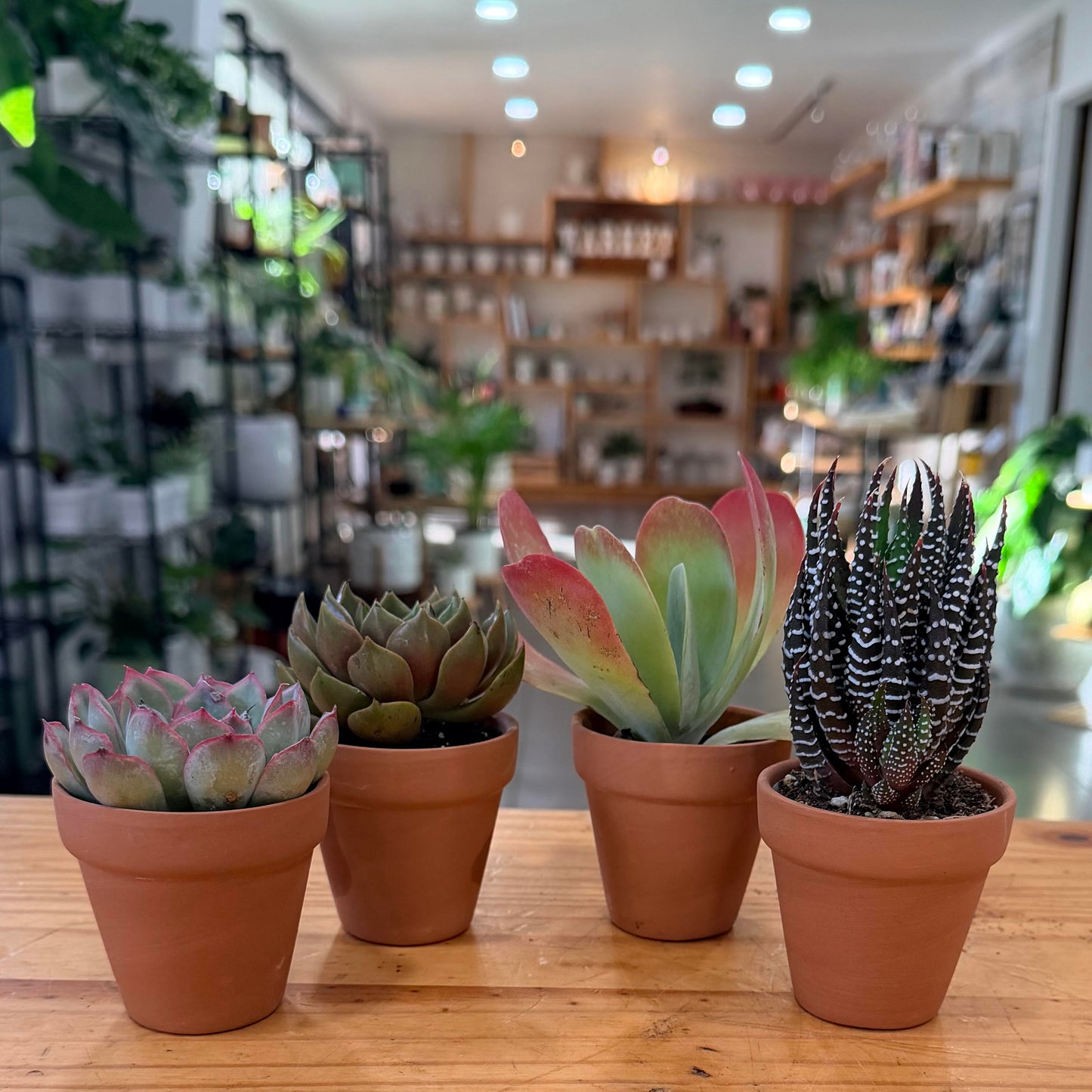 Potted Plant Arrangements
