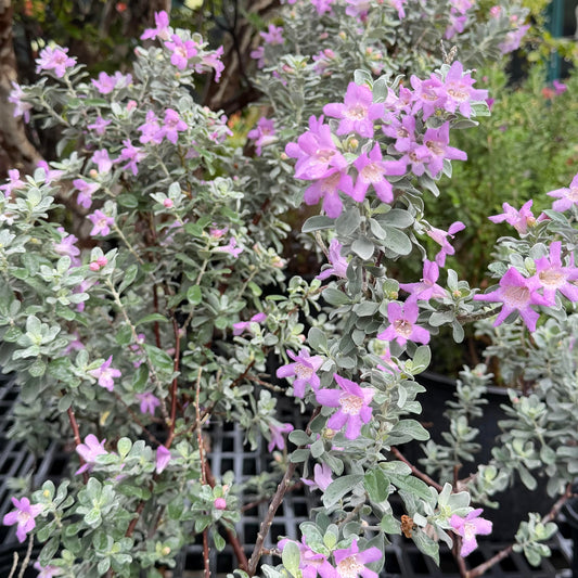 Texas Sage