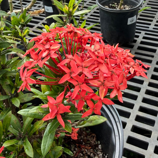 Ixora coccinea 'Thai Red'