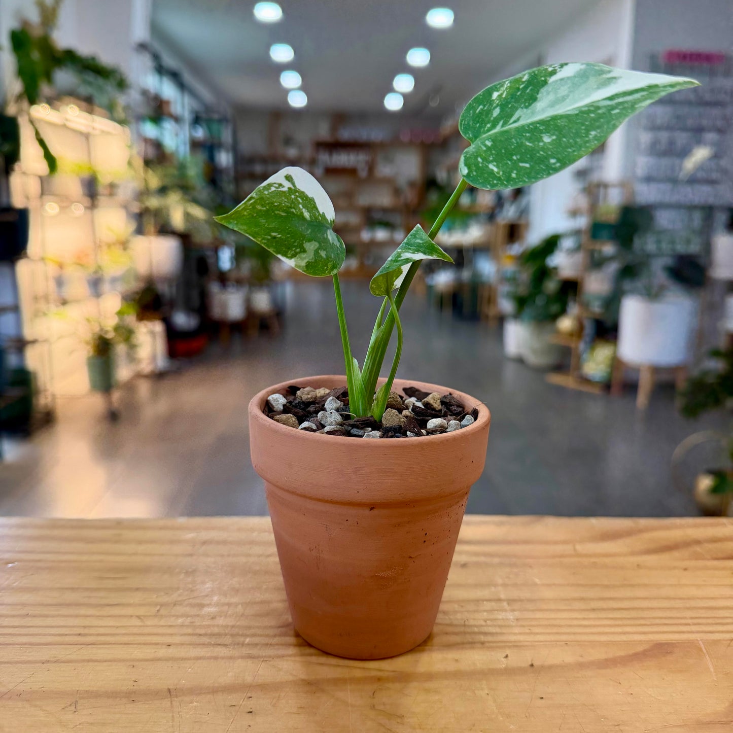 Monstera deliciosa 'Thai Constellation'
