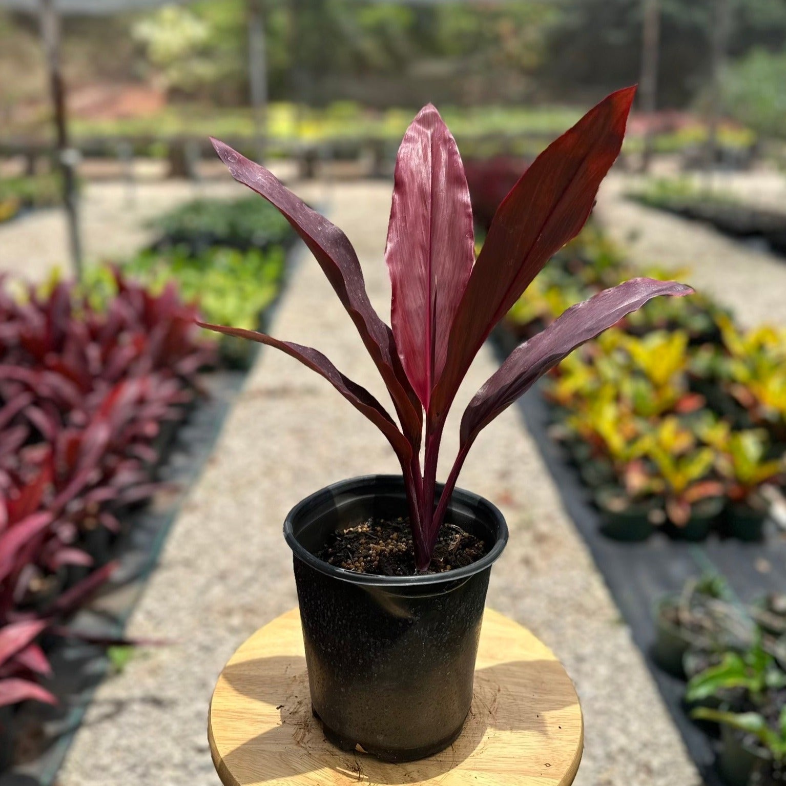 potted ti plant Ti Leaf, "Lilinoe"