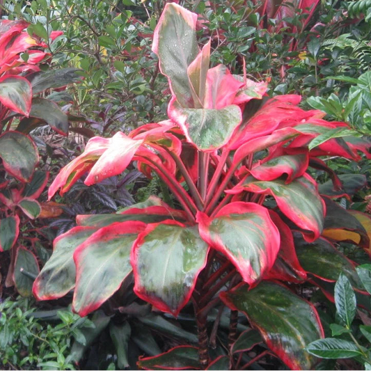 Cordyline australis 'Paradise Orange' (Ti Leaf)
