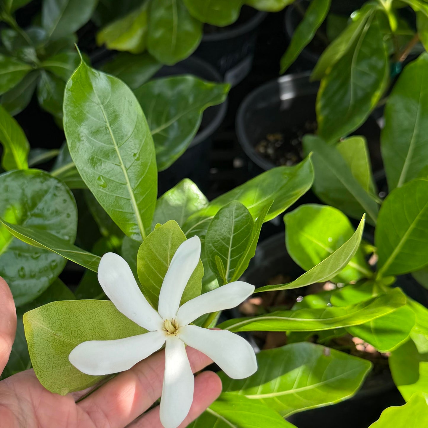 Gardenia, "Tiare"