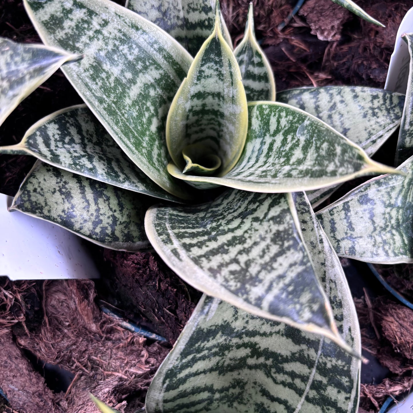 Sansevieria Tiger