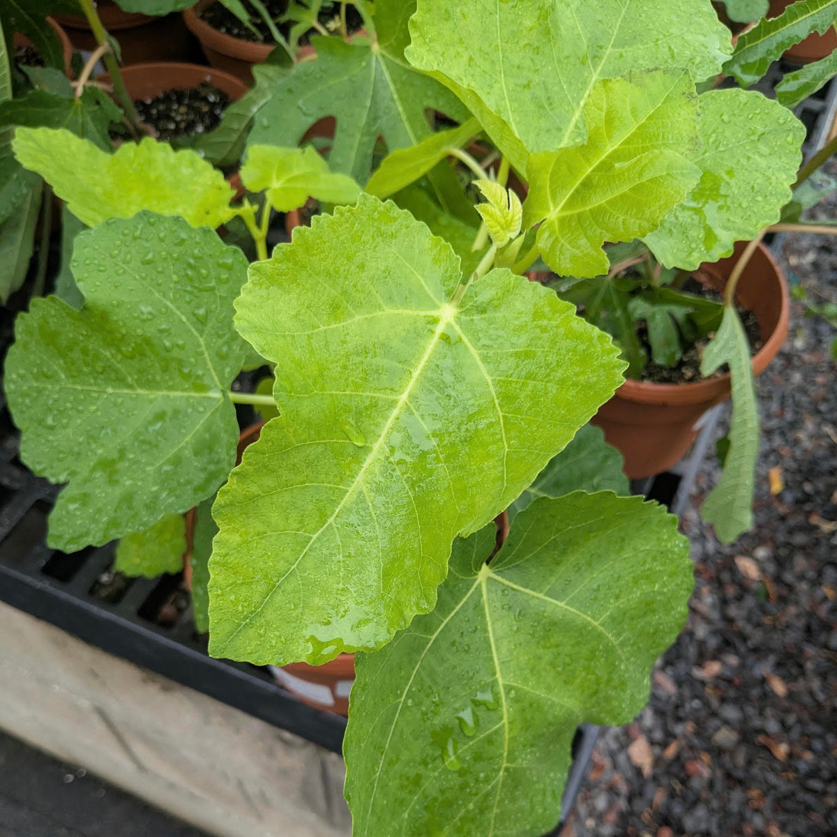 Ficus carica 'Tiger' (Fig)