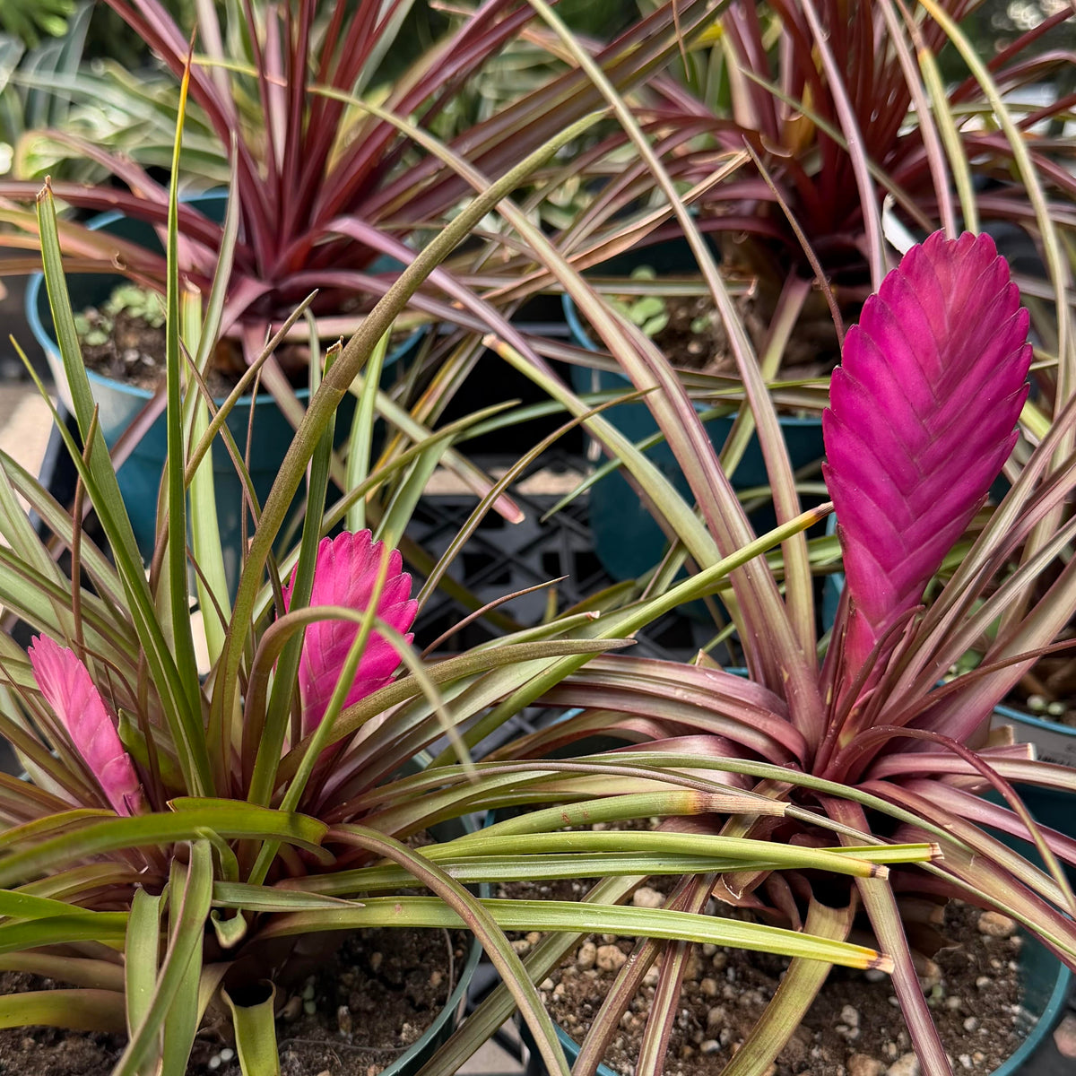 Tillandsia cyanea 'Sandy' (Pink Quil)
