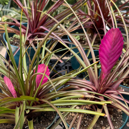 Tillandsia cyanea 'Sandy' (Pink Quil)