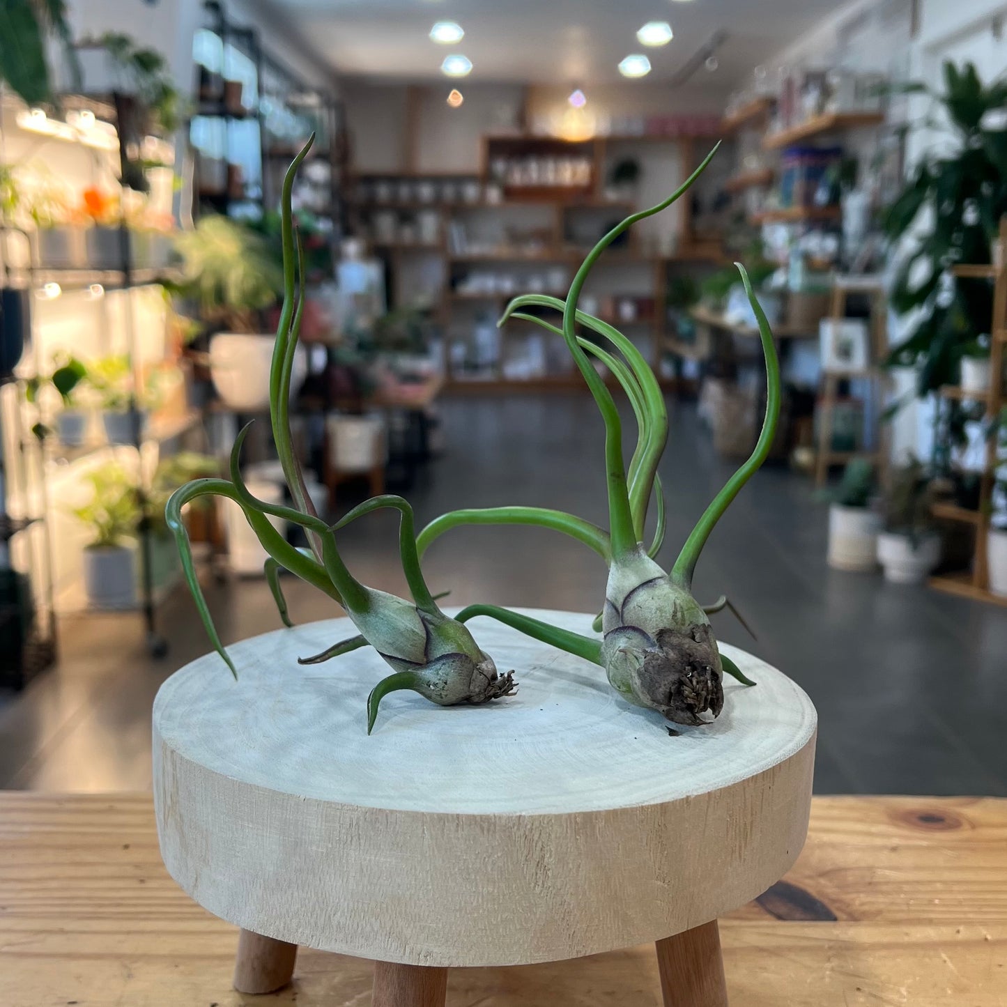 Tillandsia Bulbosa