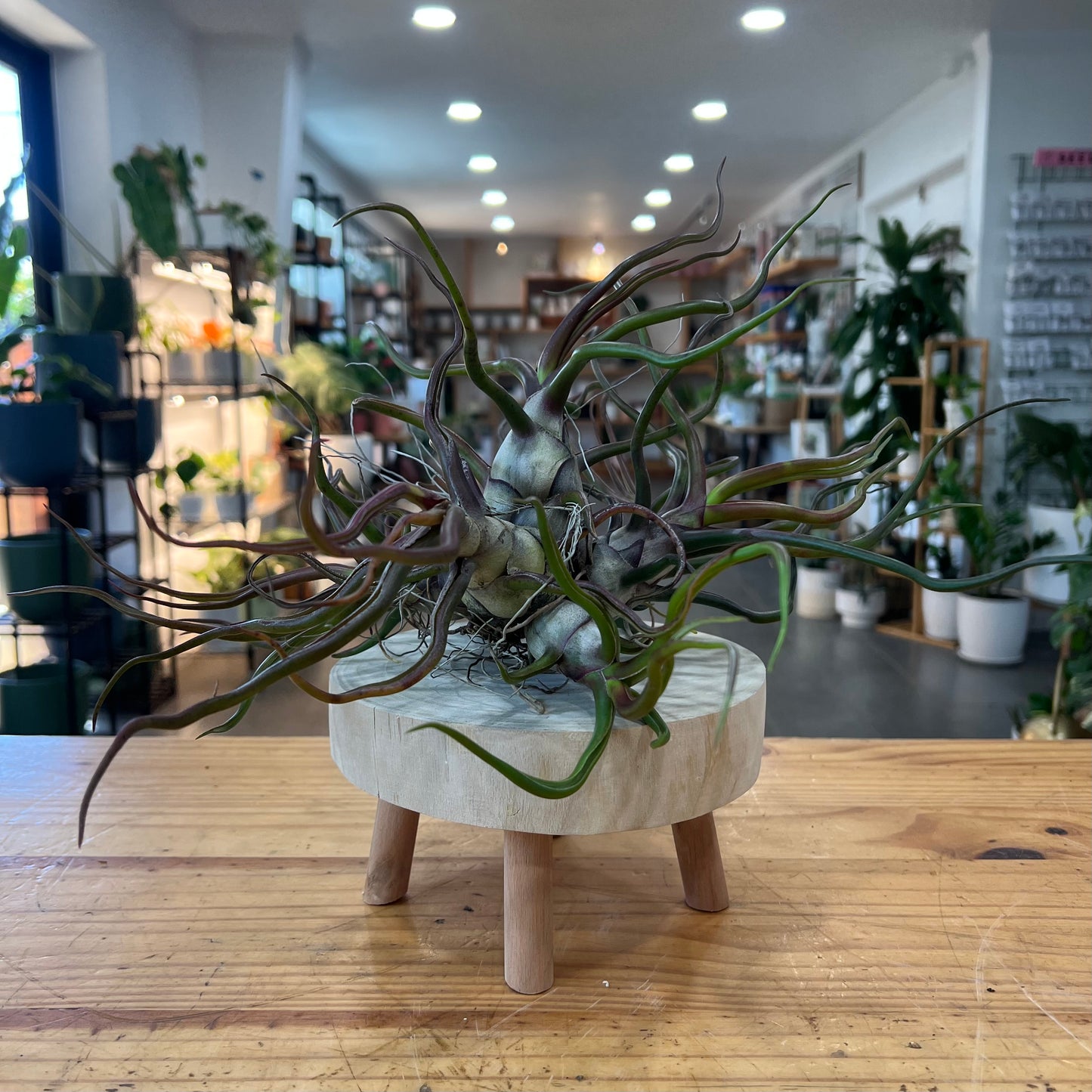 Tillandsia Bulbosa