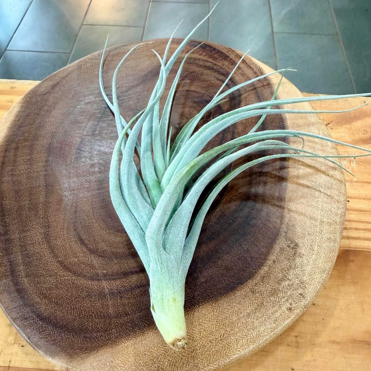 Tillandsia recurvifolia