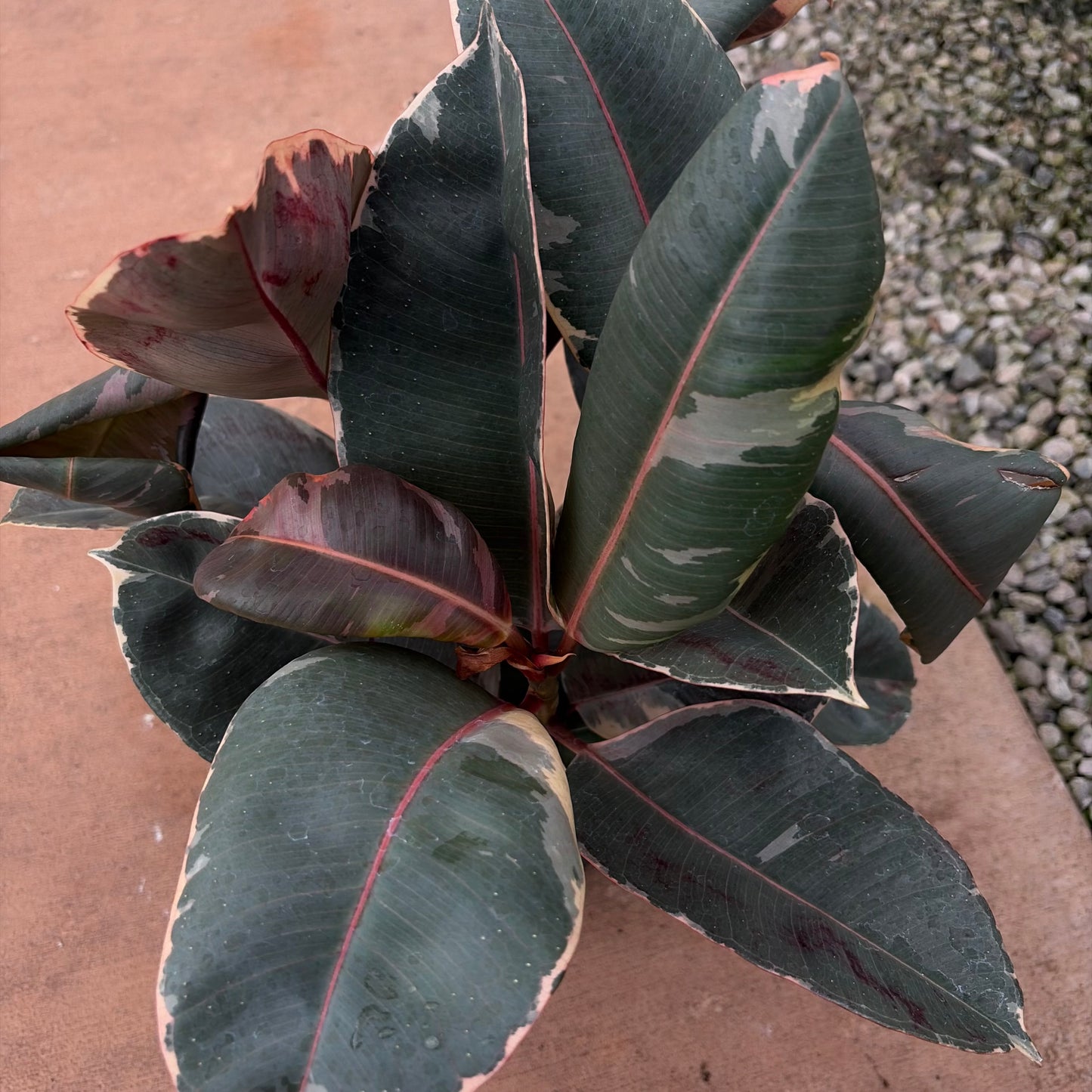 Ficus elastica (Rubber Tree)