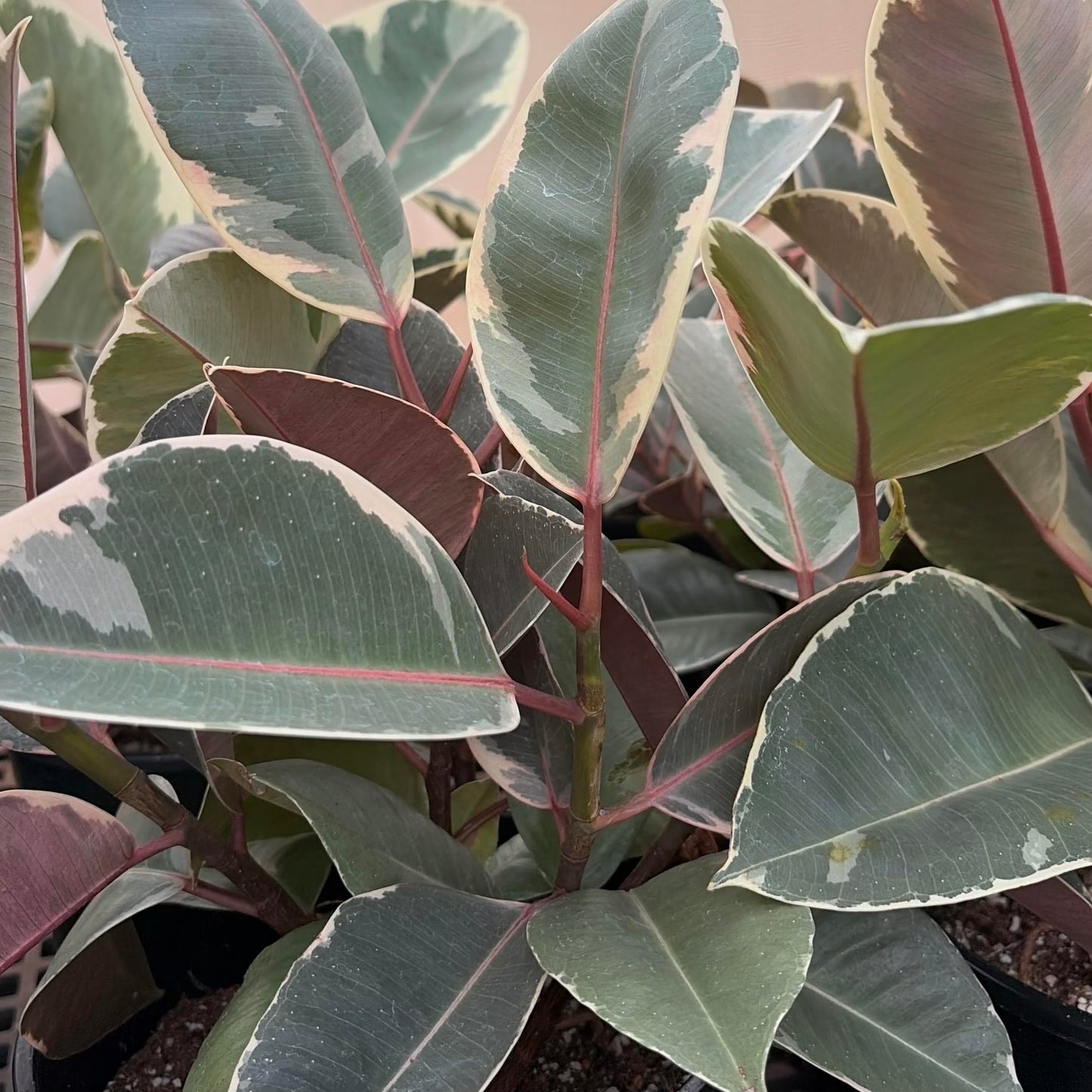 Ficus elastica (Rubber Tree)