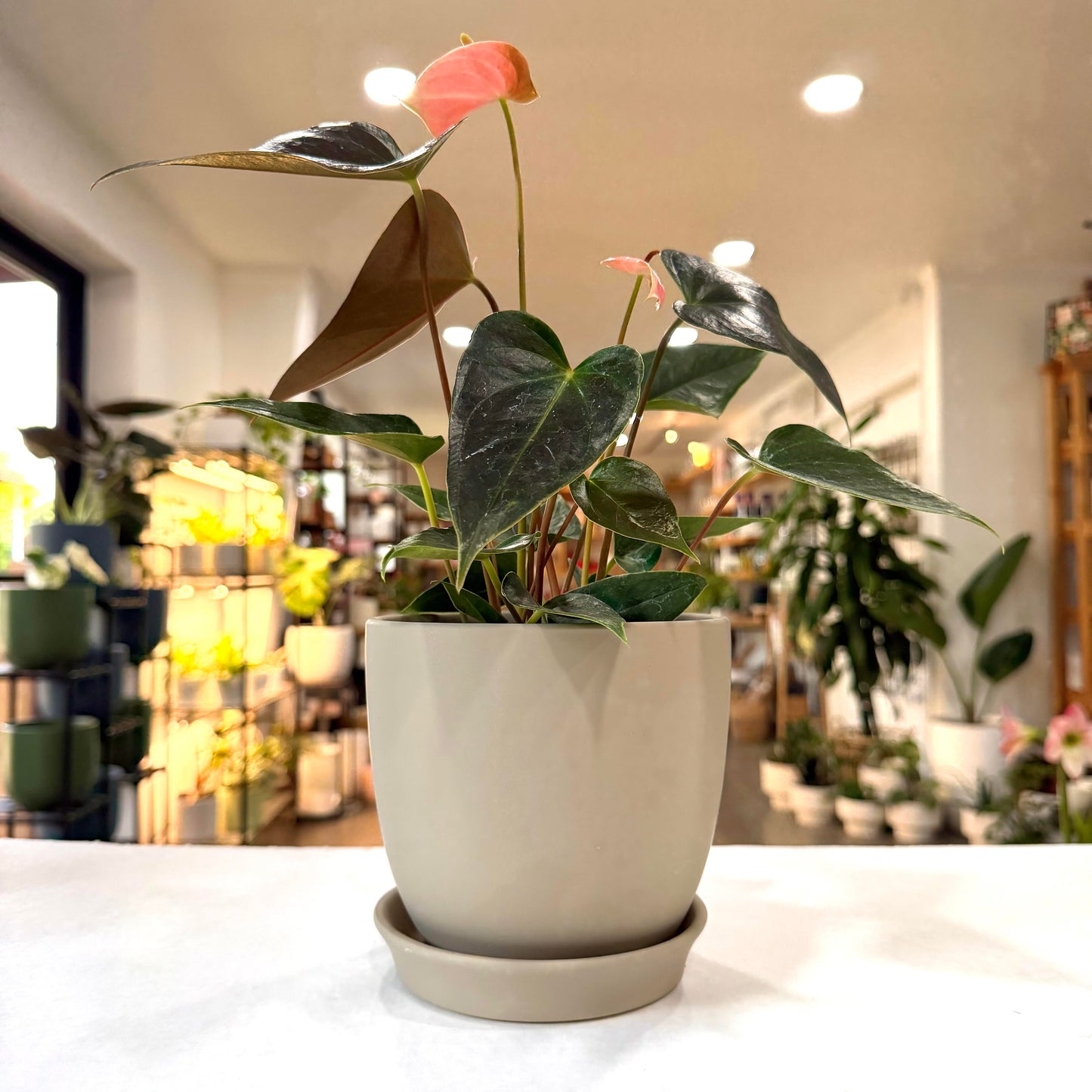 Tom Rubber Coated Ceramic Planter
