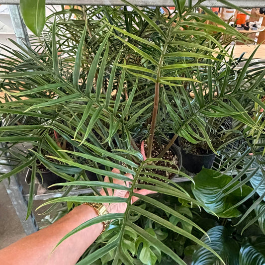 Philodendron tortum
