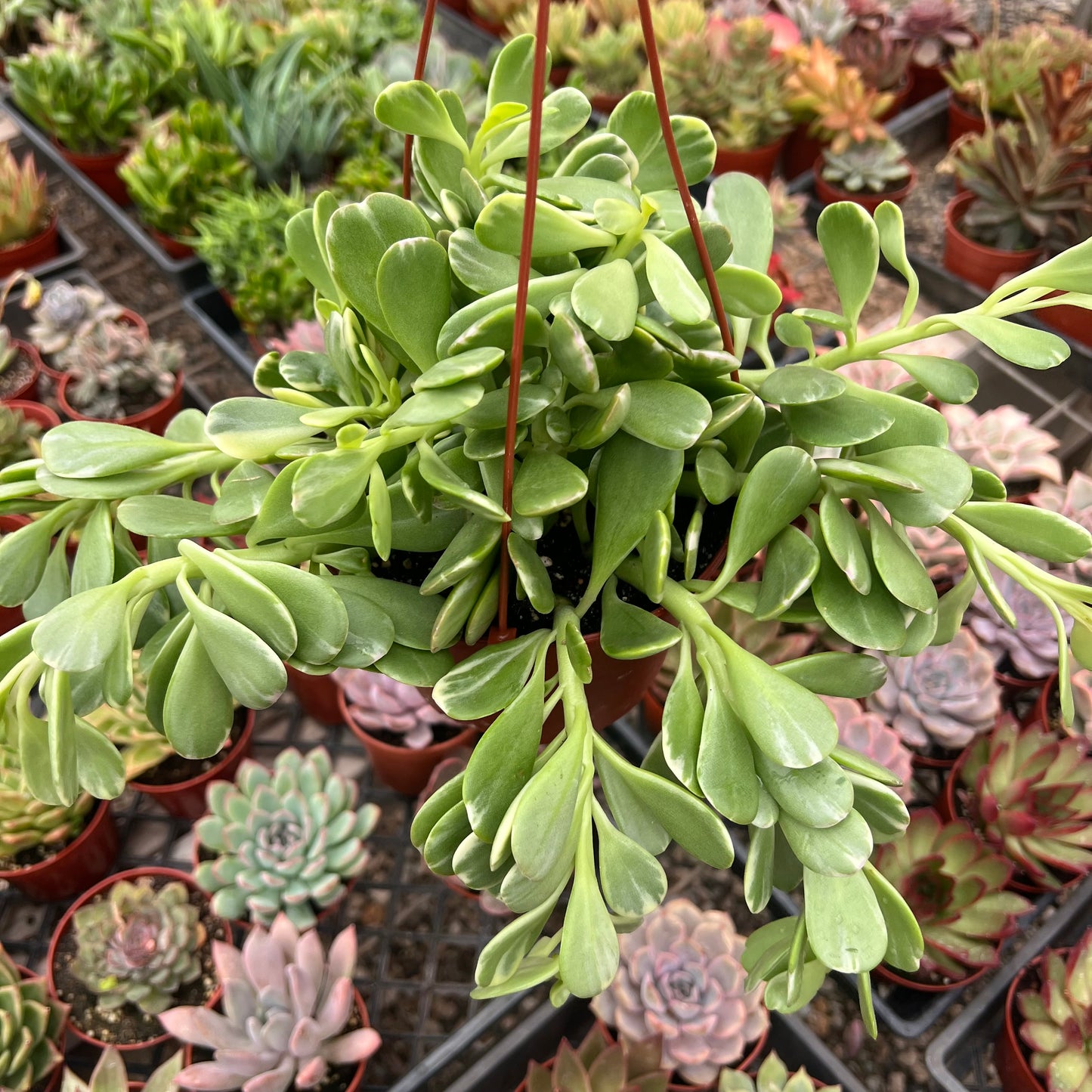 Kleinia petraea, "Trailing Jade"