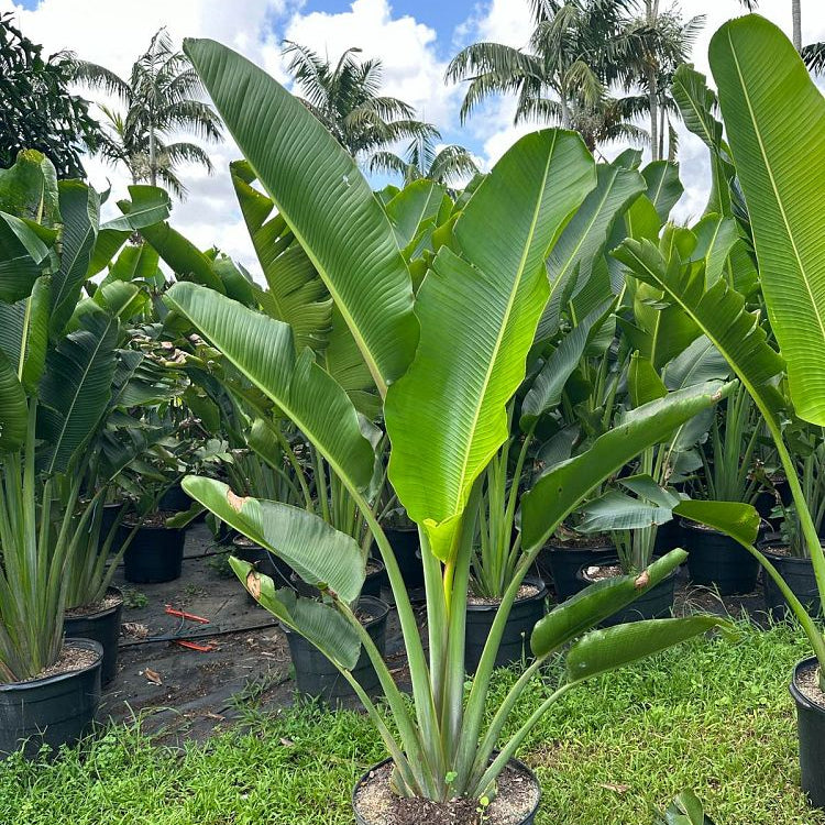 Travelers Palm