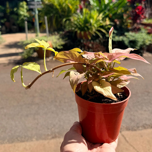 Syngonium Tricolor