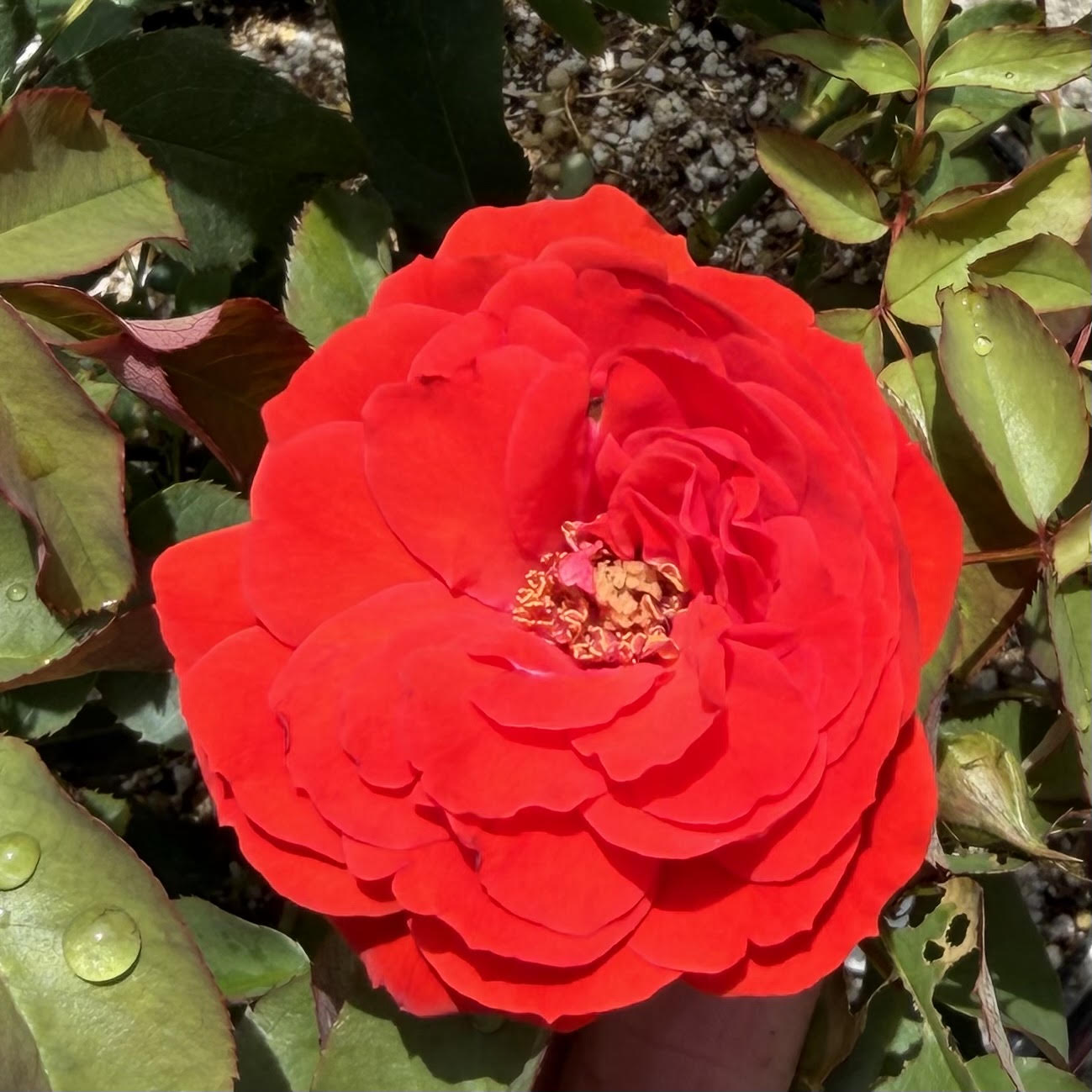 Floribunda Rose Bush 'Trumpeter'
