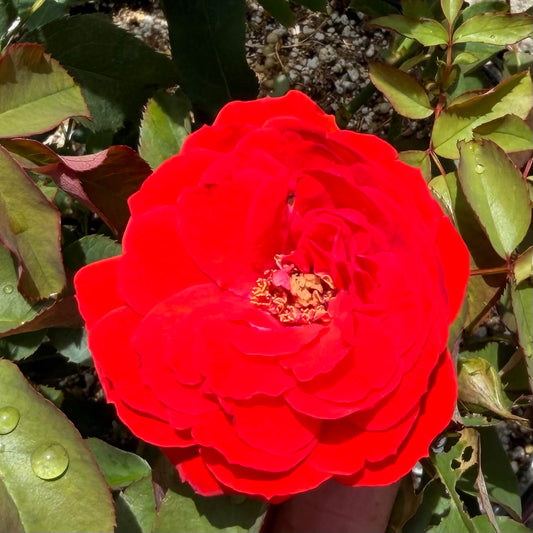 Floribunda Rose Bush 'Trumpeter'