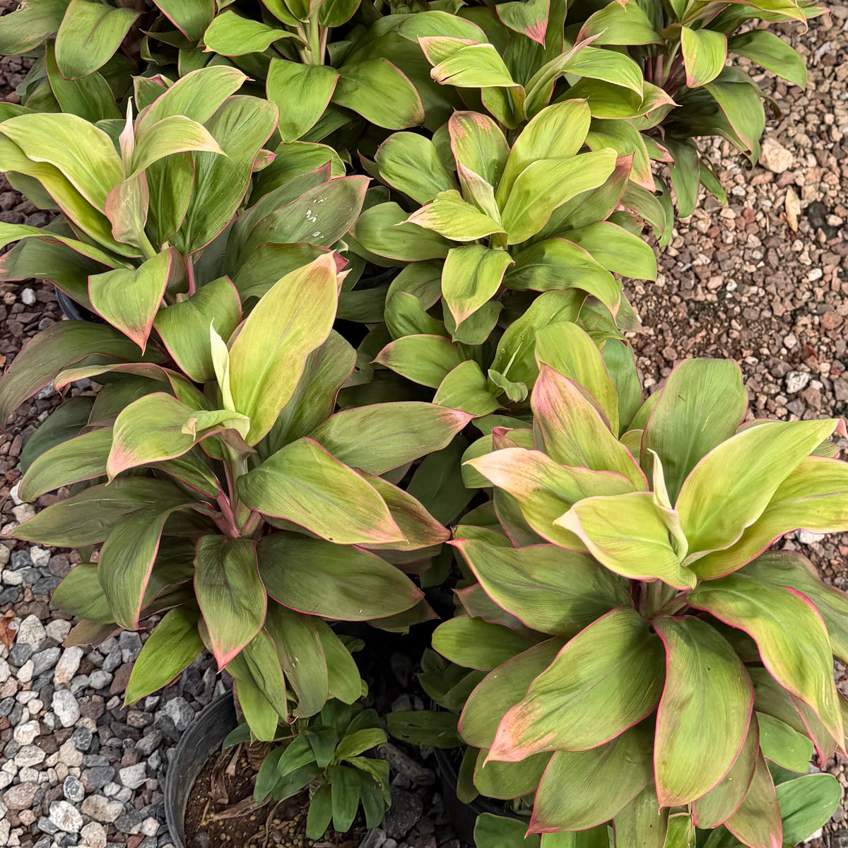 Cordyline fruticosa ʻTutuʻ (Ti Leaf)