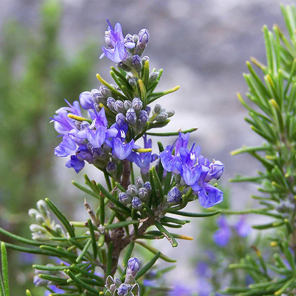 Rosemary 'Tuscan Blue'