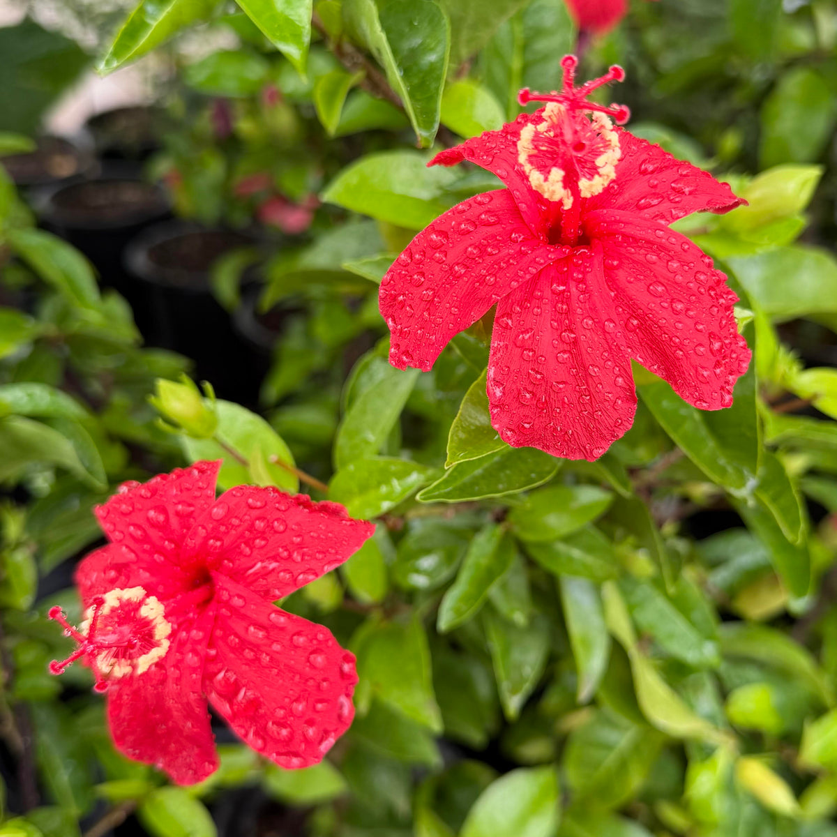 Hibiscus 'Ula'ula'