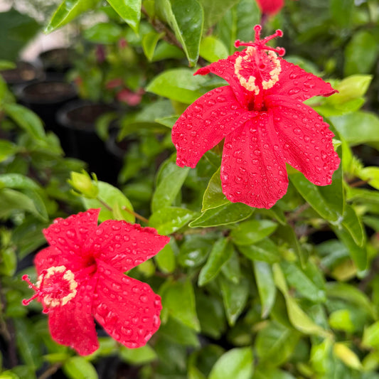 Hibiscus 'Ula'ula'
