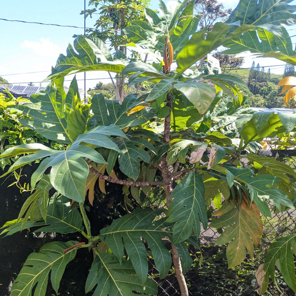 Samoan Ma'afala 'Breadfruit' (Ulu)